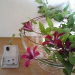 お花 クレマチス