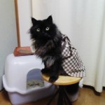 私は家事がいそがしい