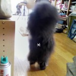 後ろ姿の素敵な3号