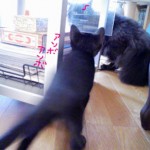 Ｍ3号のイライラ-3　　シャー！