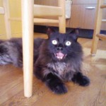 Ｍ３号のイライラ４　なんで？どうして？