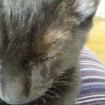 戦う！チビファイター２（ナイトウくん）