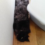 戦う！チビファイターー５（ナイトウくん）