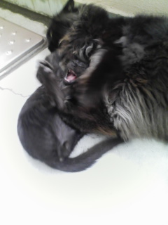 e38195e3828be381aee38193