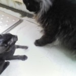 戦う！チビファイターー３（ナイトウくん）