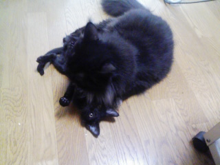 e382abe383a1e383a9e79baee7b79a