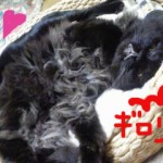 戦う！チビファイターー７（ナイトウくん）