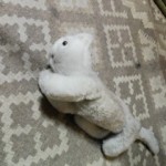 あっちゃこっちゃコチャラ