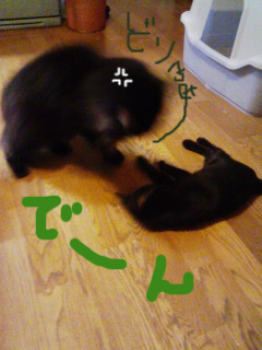 e381aae381921e381aee382b3e38394e383bc