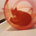 やはり戦う！チビファイター(ナイトウくん)