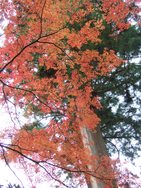 e5aea4e7949fe5afbae7b485e89189efbc92e381aee382b3e38394e383bc