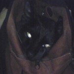 大人しいＭ４号