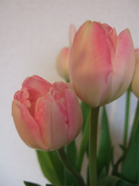 e38381e383a5e383aae38383e38397e382a2e38383e383971