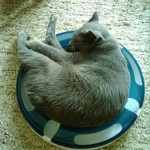 まる虫？毛虫？