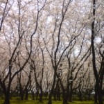庄内緑地公園桜情報
