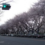 名城公園桜情報