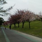 庄内緑地公園　de　花見茶会