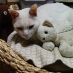 mi+kanより、愛を込めて