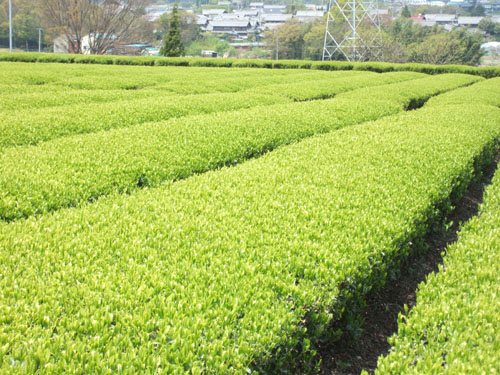 taruie88cb6e79591efbc91