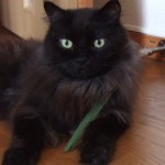 好物はレモングラス