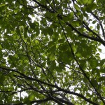 遷都1300年祭情報