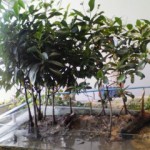 マングローブＴシャツ