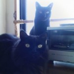 かぼちゃの種もわたも大根の葉も