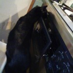 彼のマイブーム