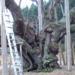 お歳暮の季節ですね