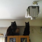 フォカッチャ風