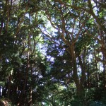 鳥羽市相差町　天王鯨まつり（その１）