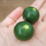 答志島（とうしじま）