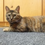 かわいさウルトラ級