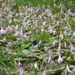 豊田市足助町の「かたくりの花」