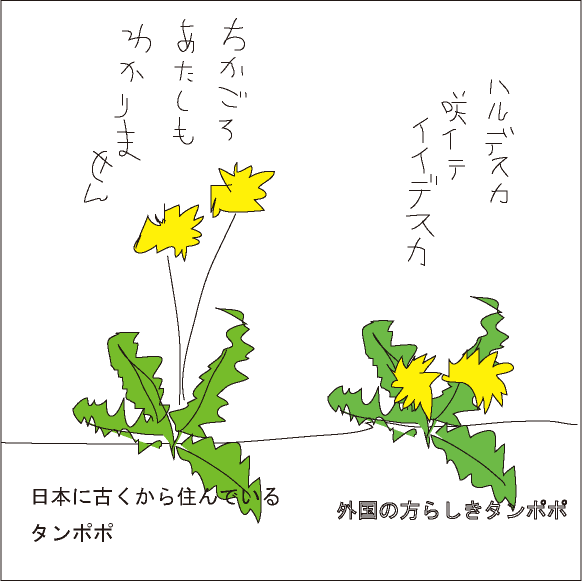 タンポポ