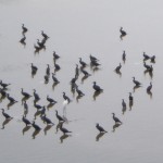 サギ　さぎ　詐欺