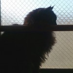 猫に小判なお正月