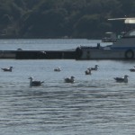 大下水産さんのための版画-2