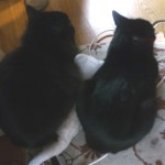 コチャラはカスガイ