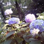 気が付けば梅雨入り