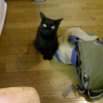 眼力（めちから）