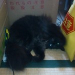 吹き溜まりな彼