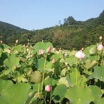 蓮 満開