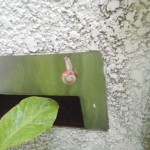 今日かたつむりを見ました。