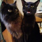 非て似なるもの？