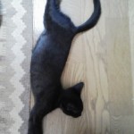 育たないハーブ