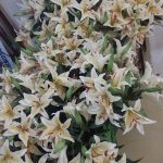 山百合　100本ノック