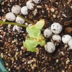 サラダじゃない！