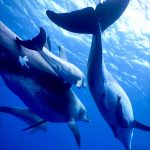 新しくカテゴリー《小笠原》が増えます