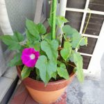 つるべを準備する前に咲いた